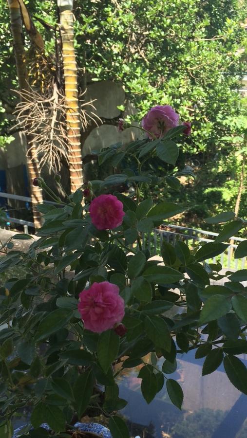 דה לאט Hostel Phuong Nga מראה חיצוני תמונה